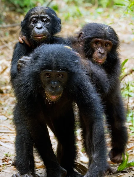 三只幼崽的黑猩猩倭黑猩猩 — 图库照片