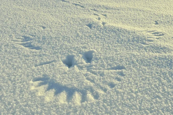 Spuren Eines Aufgeflogenen Elstervogels Auf Schnee Sehen Aus Wie Ein — Stockfoto