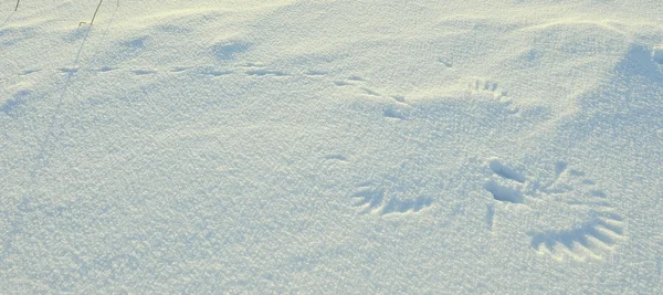 Traccia Uccello Gazza Capovolto Sulla Neve Guarda Come Ritratto Sorriso — Foto Stock