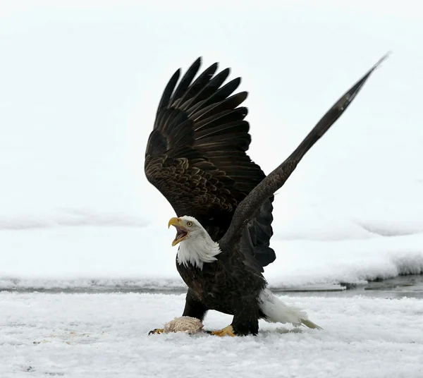 Landing Bald Eagle (Haliaeetus leucocephalus)  ). — Fotografia de Stock