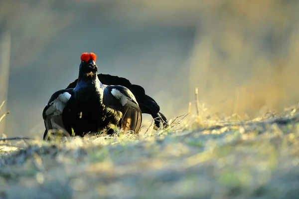 Portrait of a lekking black grouse (Tetrao tetrix). — Stock Photo, Image