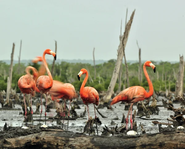 Kolonie amerikanischer Flamingos — Stockfoto