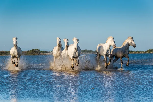 Stado koni Camargue biały — Zdjęcie stockowe