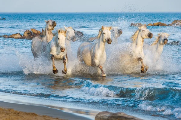 Beyaz Camargue at sürüsü — Stok fotoğraf