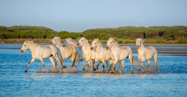 Herd of White Camargue Horses — Stock Photo, Image