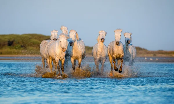 Herd of White Camargue Horses — Stock Photo, Image