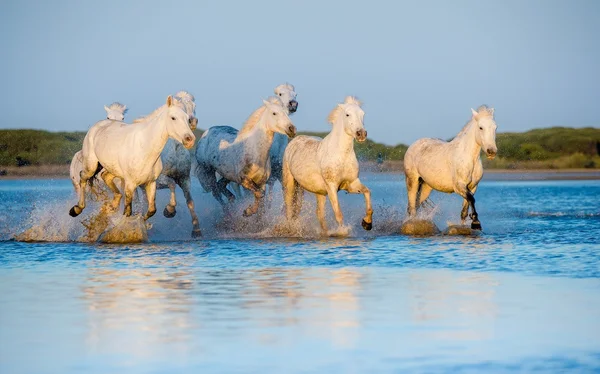 Kudde witte Camargue paarden — Stockfoto