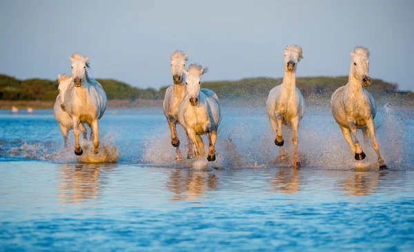 Besättningen av vita Camargue hästar — Stockfoto