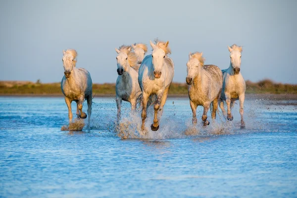 Stado koni Camargue biały — Zdjęcie stockowe