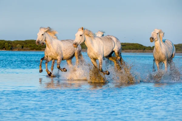 Stado koni Camargue biały — Zdjęcie stockowe