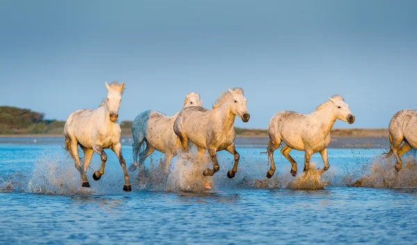 Stado koni Camargue biały — Zdjęcie stockowe