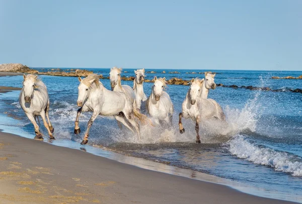 Troupeau de chevaux de Camargue blanche — Photo