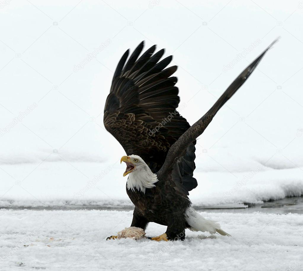 Landing Bald Eagle ( Haliaeetus leucocephalus ).