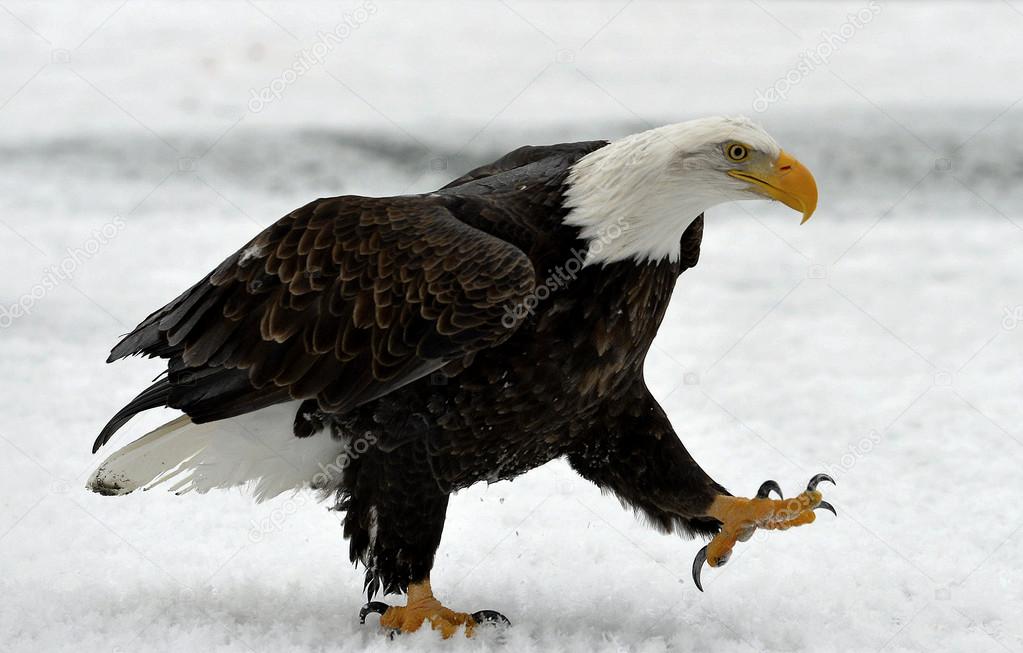 bald eagle Winter Alaska