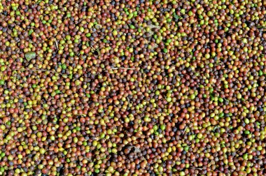 Kahve çekirdekleri. 