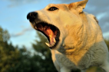 enraged dog outdoors.