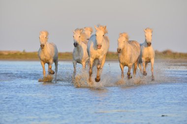 Beyaz Camargue at koşma