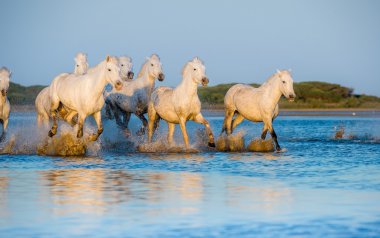 Beyaz Camargue at koşma