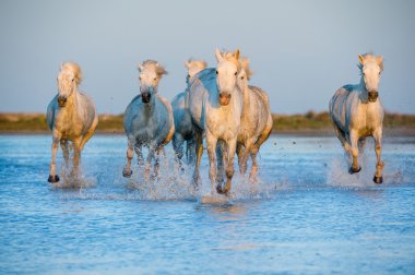 Beyaz Camargue at koşma