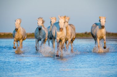 Beyaz Camargue at koşma
