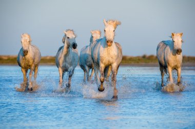 Beyaz Camargue at koşma