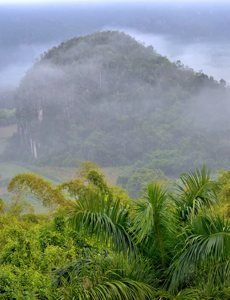 Fog at dawn in the Valley of Vinales — Stock Photo, Image