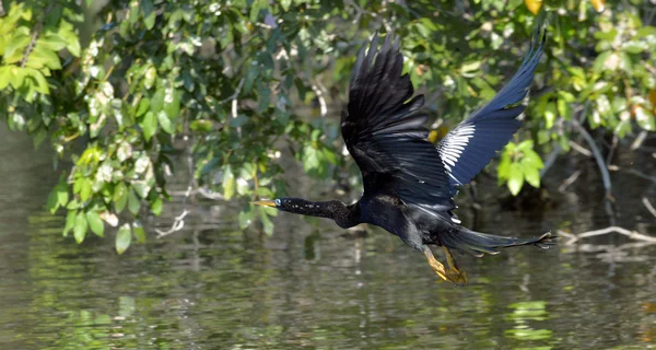 Flying Anhinga bird, — Φωτογραφία Αρχείου