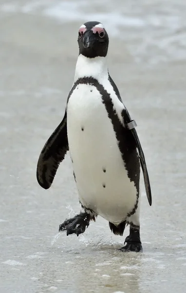 Pinguim africano encalhado — Fotografia de Stock