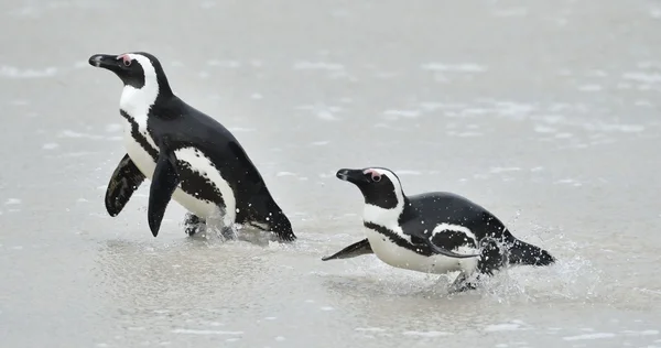 Pinguins africanos. Pinguins africanos — Fotografia de Stock