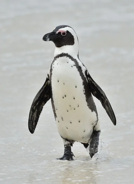 Pinguini africani. Pinguino africano — Foto Stock