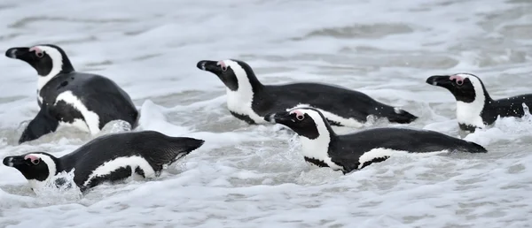African penguins. African penguins — Stock Photo, Image