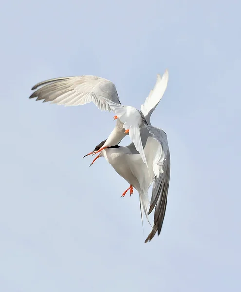 Two Flitting The Common Tern — Φωτογραφία Αρχείου