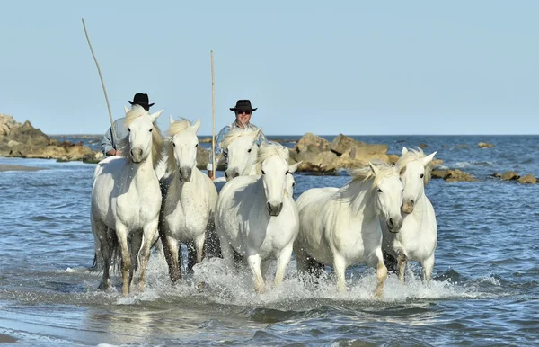 Chevaux blancs de Camargue courir — Photo