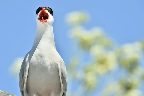 Nära håll skrek The fisktärna — Stockfoto