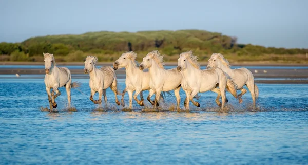 Witte Camargue paarden lopen — Stockfoto