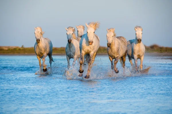 Weiße Camargue-Pferde laufen — Stockfoto