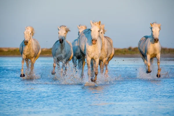 Kolejny biały koni Camargue — Zdjęcie stockowe