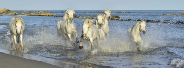 Fehér Camargue lovak futás — Stock Fotó