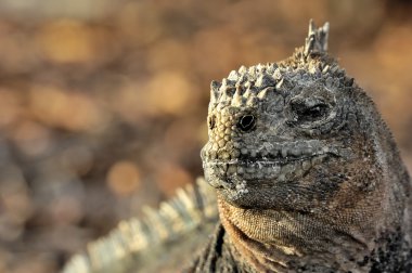 The marine iguana  on the black stiffened lava.