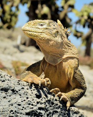 Galapagos Land Iguana ( Conolophus subcristatus ), clipart