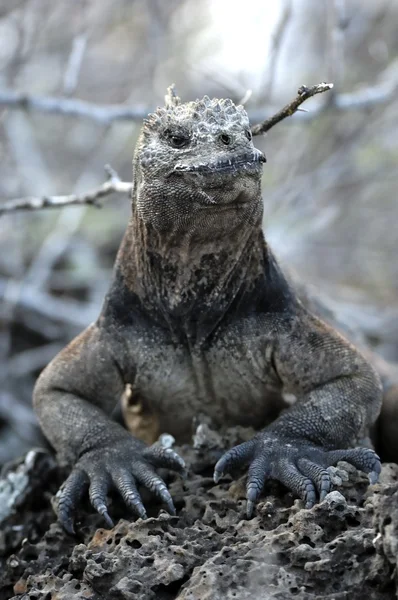 The marine iguana  on the black stiffened lava. — ストック写真