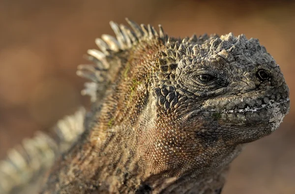 The marine iguana  on the black stiffened lava. — Stock Photo, Image