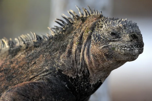 The marine iguana  on the black stiffened lava. — Stockfoto