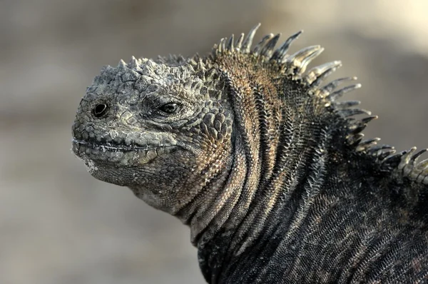 La iguana marina sobre la lava negra endurecida . — Foto de Stock
