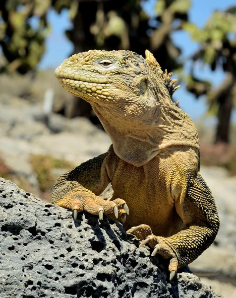 Galapagos-Landleguan (conolophus subcristatus) ), — Stockfoto