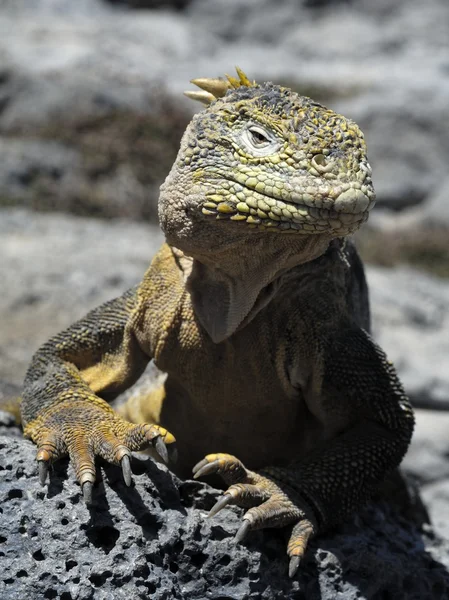 Galapagos land Iguana (Conolophus subcristatus ), — Stockfoto