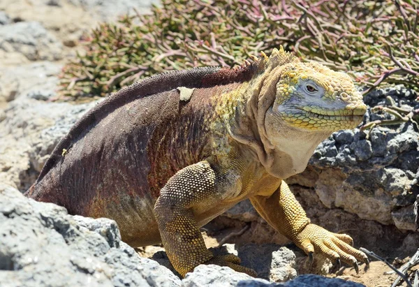 Galapagos land Iguana (Conolophus subcristatus ), — Stockfoto