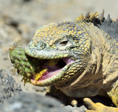Galapagos Land Iguana ( Conolophus subcristatus ),