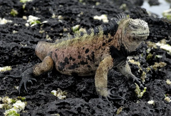 The marine iguana  on the black stiffened lava. — Stok fotoğraf