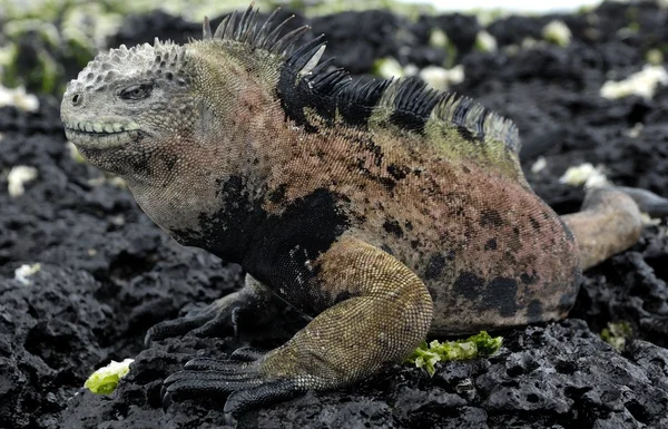 The marine iguana  on the black stiffened lava. — Stok fotoğraf